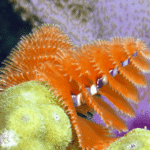 coral-beach-varadero-cuba