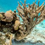 coral beach snorkeling varadero