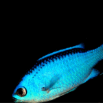 cuba-best-places-to-dive