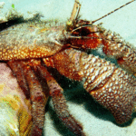 cursos-de-buceo-en-la-havana