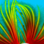 cursos-de-buceo-en-varadero