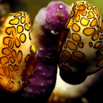 discover-Scuba-varadero