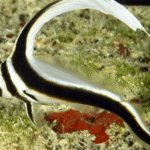 divemaster-cuba
