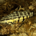 diving-cuba-varadero