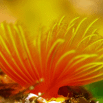 learn-to-dive-varadero