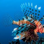 lion fish varadero