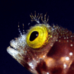 mejores-buceo-en-cuba