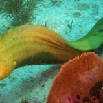 scuba lessons cost varadero