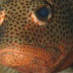 padi-varadero-divemaster