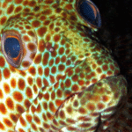 scuba-diving-from-havana