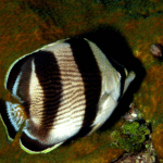 scuba-diving-tours