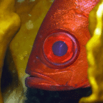 scuba-varadero-courses-padi