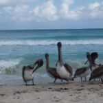 varadero pelicanos