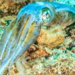 squids scuba diving varadero